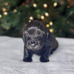 Dasher - Brindle male Dachshund puppy in Kingman, Arizona from Diddle Bros Dachshunds