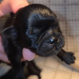 Storm - Black male Shih Tzu puppy in Willowsprings, Missouri from Taylors Tiny Tails Co.