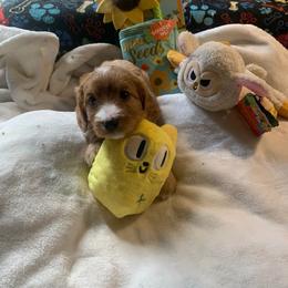 Loki - Red male Cavapoo puppy in Woodridge, New York from Woodland poodles and Cavapoos