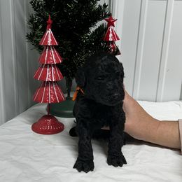 Orange - Black male Poodle puppy in Hamilton, Ohio from Grandview Farm