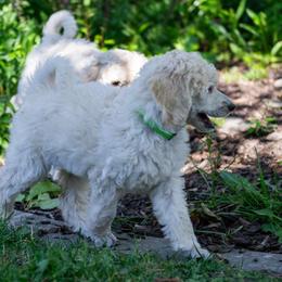 Cassiopeia - White female Poodle puppy in Pleasant Grove, Utah from Out of This World Poodles