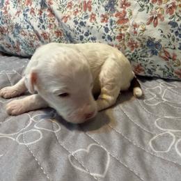 AKC Alvin - Brown Parti Phantom - Parti male Poodle puppy in Tampa, Florida from The Sweet Life of a Toy Poodle