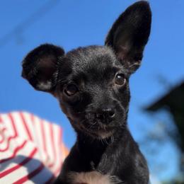 Ms Elegance Lola - Black female Yorkipoo puppy in Chattanooga, Tennessee from Joyfull Pals
