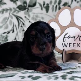 Audrey - Black and tan female Dachshund puppy in Dothan, Alabama from Little House Pups