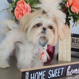 Romeo - Shih Tzu