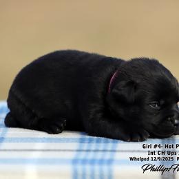 Girl 4 - Black female Labrador Retriever puppy in Point, Texas from Lakylu Kennels
