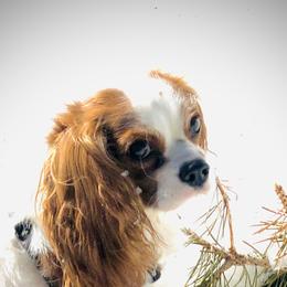 Cavalier King Charles Spaniel Puppies from SoCalCavaliers