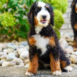 Speedy (socialization program grad) - Tri-color female Bernedoodle puppy in Dundee, Ohio from Down Home Doodle