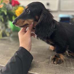 Dachshund Puppies from Rockin' M’s LilBitty Dachshunds (LBD)