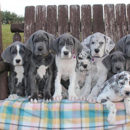 Great Dane Puppies from Starr Creek Danes & Frenchies
