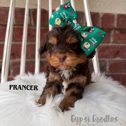 Bernedoodle, Cavalier King Charles Spaniel, Cavapoo, Goldendoodle, and Poodle Puppies from Gypsi Doodles & Poodles LLC.