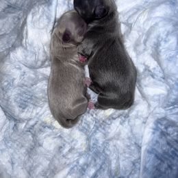 Shih Tzu Puppies from P&B Tzu Tribe