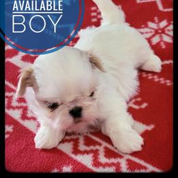 Radar - White male Shih Tzu puppy in Orient, Ohio from Forever Friends Shih-Tzu