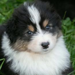 Lifesaver - Black tri-color male Australian Shepherd puppy in Stanwood, Washington from BlueSpark Australian Shepherds