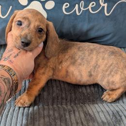 Petey - Red male Dachshund puppy in Barnard, Missouri from KB Doxies