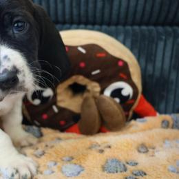 Ares - Black and white male Basset Hound puppy in Pflugerville, Texas from Mountain Momma Bassets