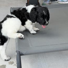 Lincoln - Black and white male Assorted Doodle Crosses puppy in Coweta, Oklahoma from Storybook Doodles