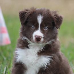 Boy 1 - Red male Border Collie puppy in Tylertown, Mississippi from Cool Meadow Farms