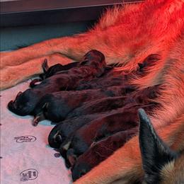 Boy - Black and red male German Shepherd puppy in Kiel, Wisconsin from Herbststurm German Shepherds, LLC