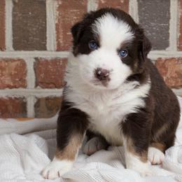 Zazu - Red tri-color male Australian Shepherd puppy in Blythewood, South Carolina from One Tribe Aussies