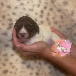 Daisy - Cream female Dachshund puppy in Timpson, Texas from Double S Kennel
