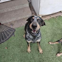 Ranger - Bluetick Coonhound