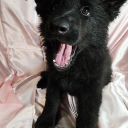 Purple Girl - Black female Shiloh Shepherd puppy in Dover, Florida from Heritage Shilohs