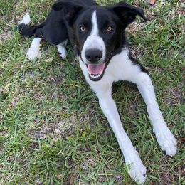 Border Collie Puppies from Manning BCs