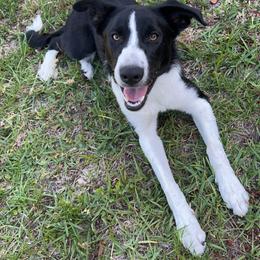 Border Collie Puppies from Manning BCs