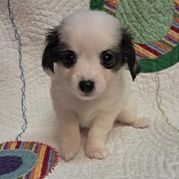 Dolly - Chocolate and white female Chihuahua puppy in Branford, Florida from Mbjs Doxies and chihuahuas