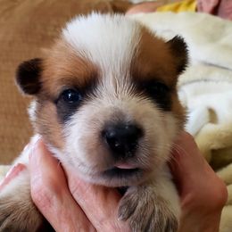 Heart Girl - Red speckled Australian Cattle Dog puppy in New Mexico from Thornbush