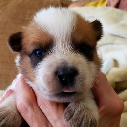 Heart Girl - Red speckled Australian Cattle Dog puppy in New Mexico from Thornbush