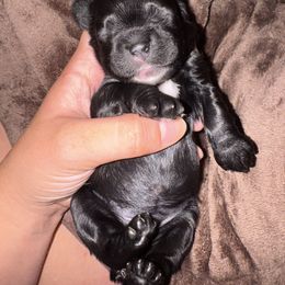 Black Collar - Black and white male Cocker Spaniel puppy in Greenville, South Carolina from Chantels Spaniels