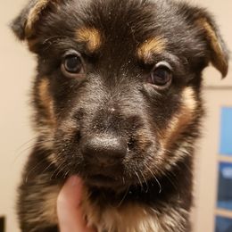 German Shepherds from Bear's Shepherd