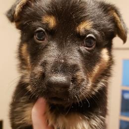 German Shepherds from Bear's Shepherd