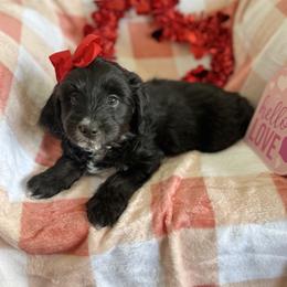 Eleven - Black female Goldendoodle puppy in Aztec, New Mexico from HappyHazelDoodles