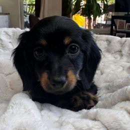 Sally - Black and tan female Dachshund puppy in Wallingford, Kentucky from Hensley Homestead Dachshunds