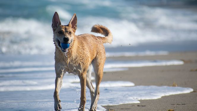 Carolina Dog