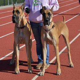 Great Danes and Old English Sheepdogs from Shari Skory's Great Danes & Old English Sheepdogs