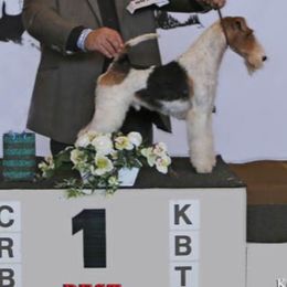 Knight - Wire Fox Terrier