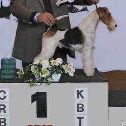 Knight - Wire Fox Terrier
