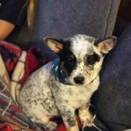 Girl 2 - Blue mottled female Australian Cattle Dog puppy in Monroe, North Carolina from Creek View Cattle Dogs