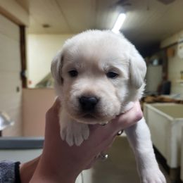 River - Yellow male Labrador Retriever puppy in Middleburg, Pennsylvania from Countrylanes labs
