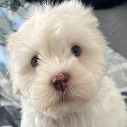 Pomeranians and Shih Tzus from Premium Pom’s and Tzu’s