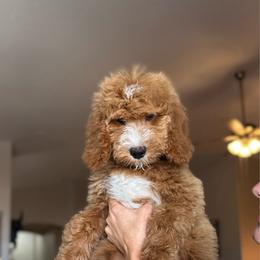 Sol - Male - Red  male Goldendoodle puppy in Peoria, Arizona from Wroth's Paws