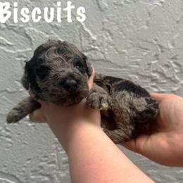 Biscuits - Merle male Goldendoodle puppy in Atlantic Beach, Florida from Glamorous Golden Doodles