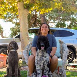Poodles from HD Poodles