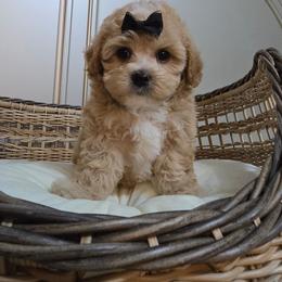 Nellie - Apricot female Maltipoo puppy in Washington from Mt.BakerPoodles&Doodles