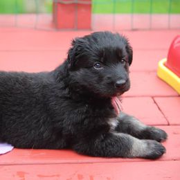 Shiloh Shepherd Puppies from Brick Chapel Shilohs