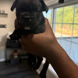 Spunk - Black male French Bulldog puppy in Whittier, California from West Coast Bullies & Frenchies